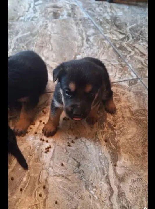 Filhotes de Pastor Alemão - Foto 4