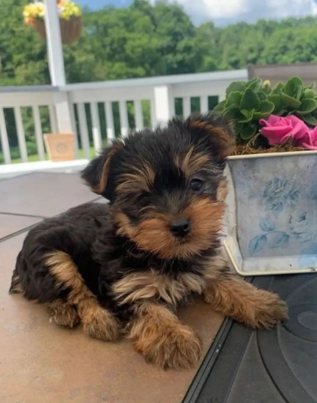 yorkshire macho e femea