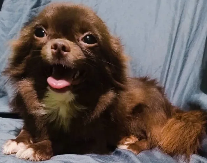 Alto Padrão Promoção De Chihuahua Macho Pelo Longo Cor Chocolate Com Pedigree CBKC Na Mão 