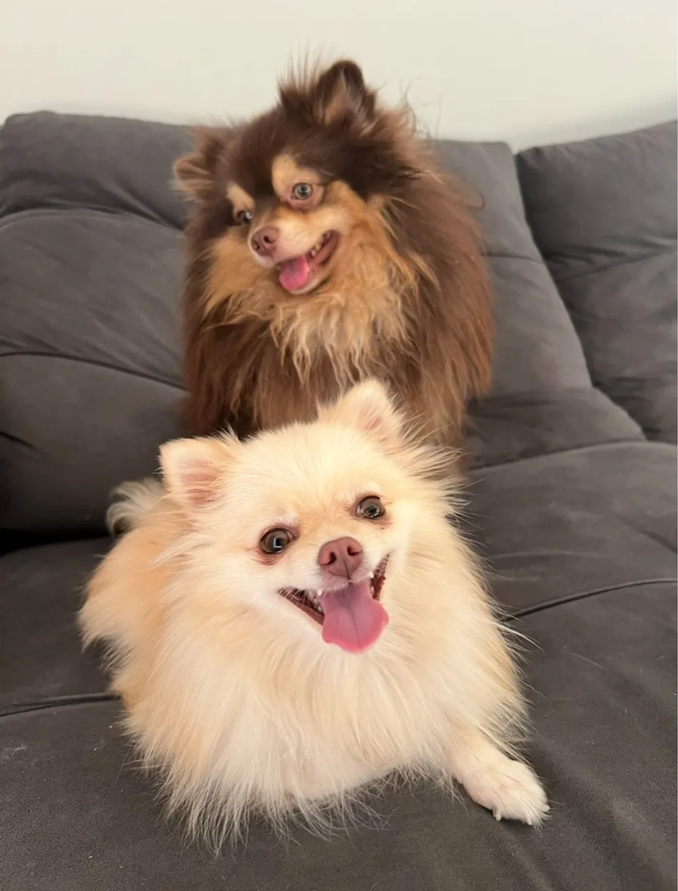Spitz Alemão disponíveis venda ou cruza