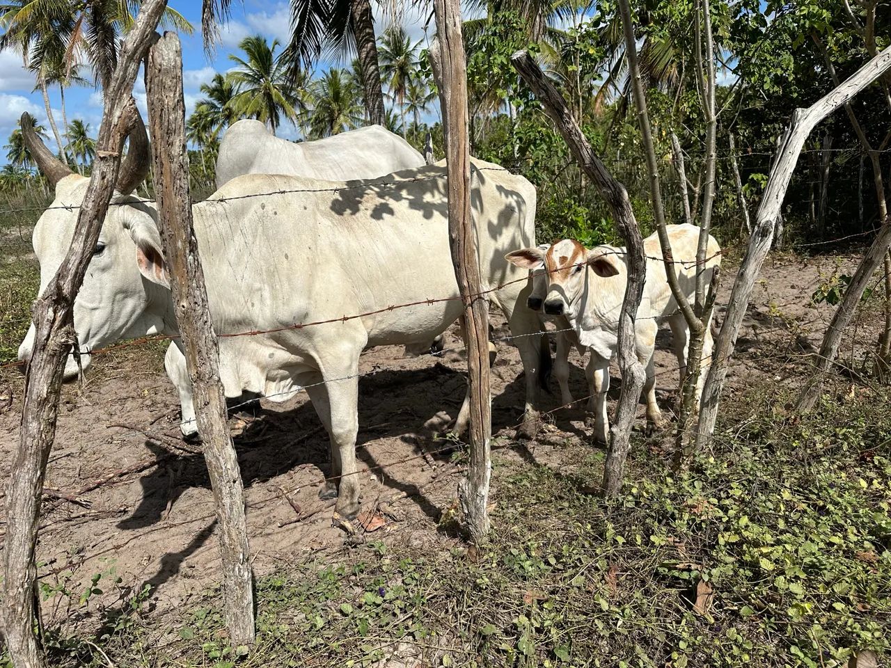 Vaca com bezerro de 4 meses - Foto 2