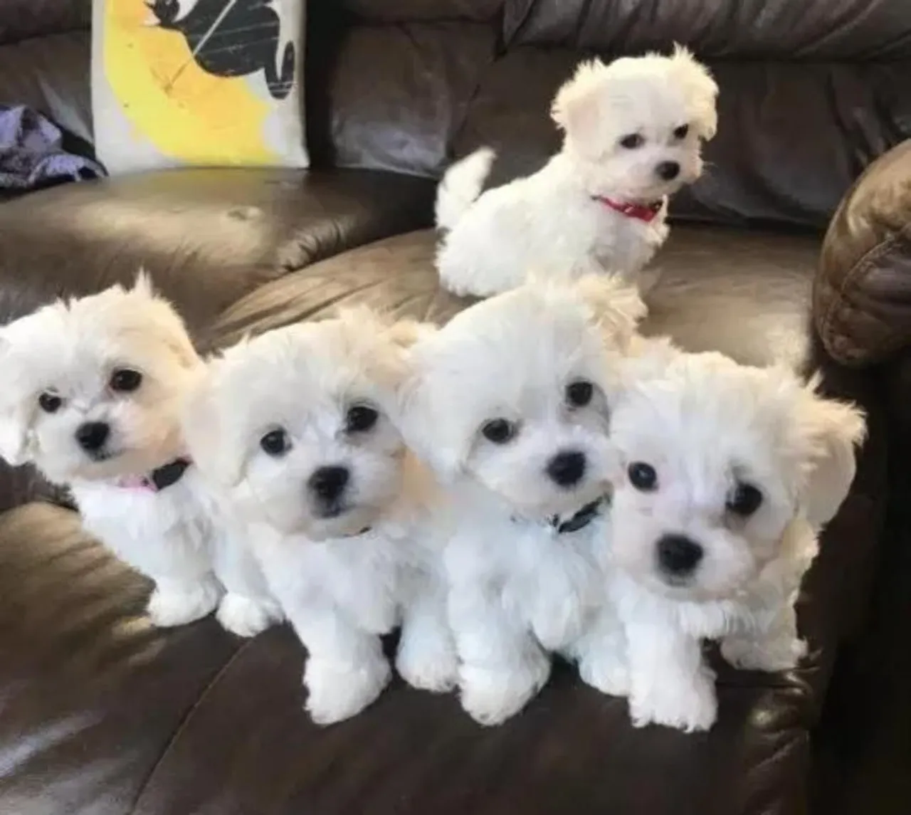 Filhotes Maltês machos Lindos e Fofinhos