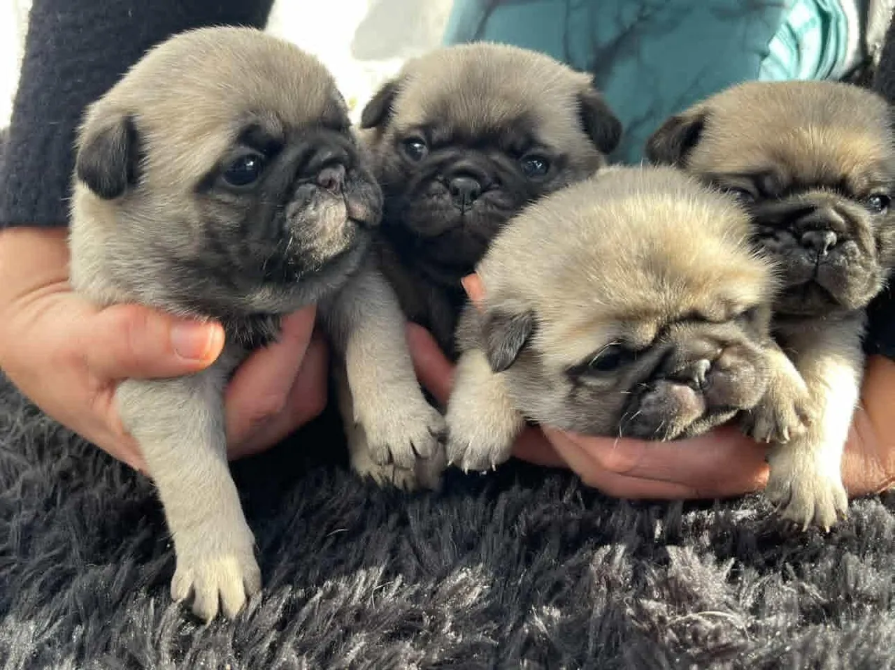 Filhotes de pug para venda