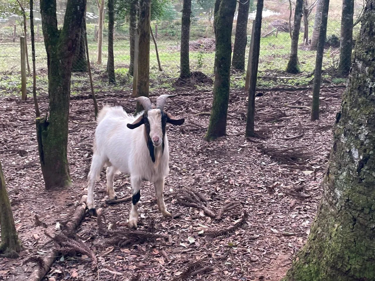 Bode reprodutor  - Foto 2