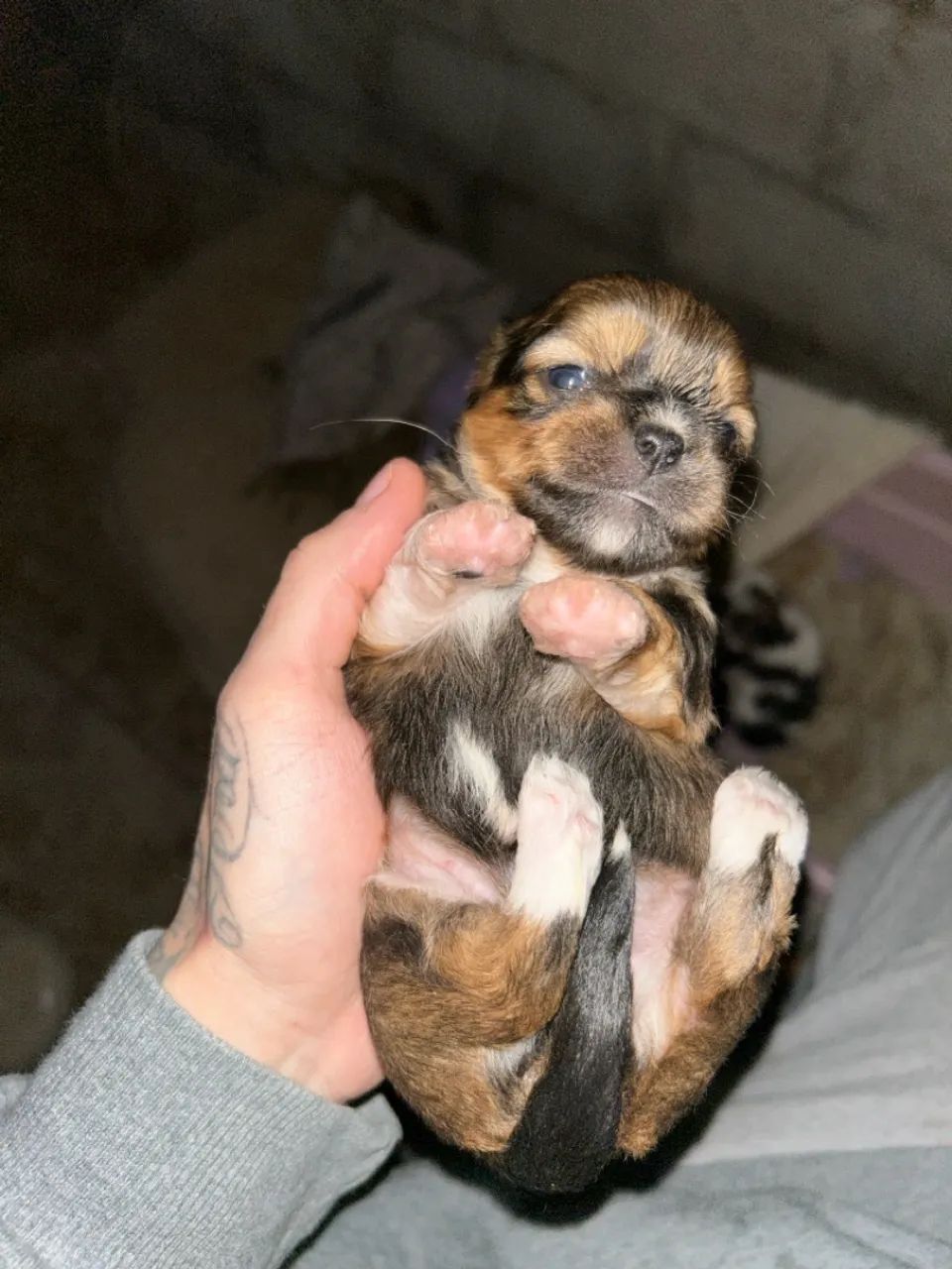 Filhote Shih Tzu Disponível