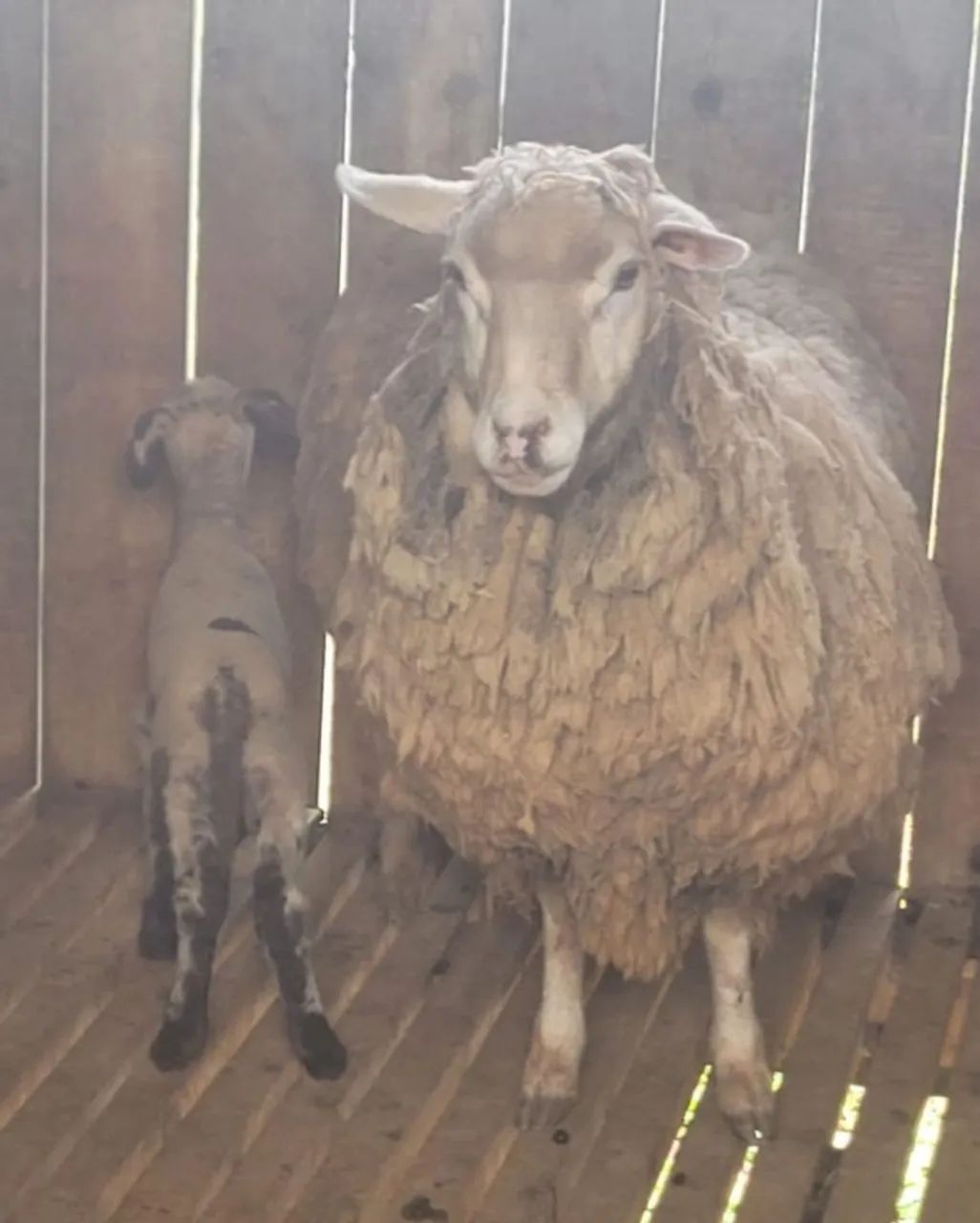Ovelhas para criação - Foto 5