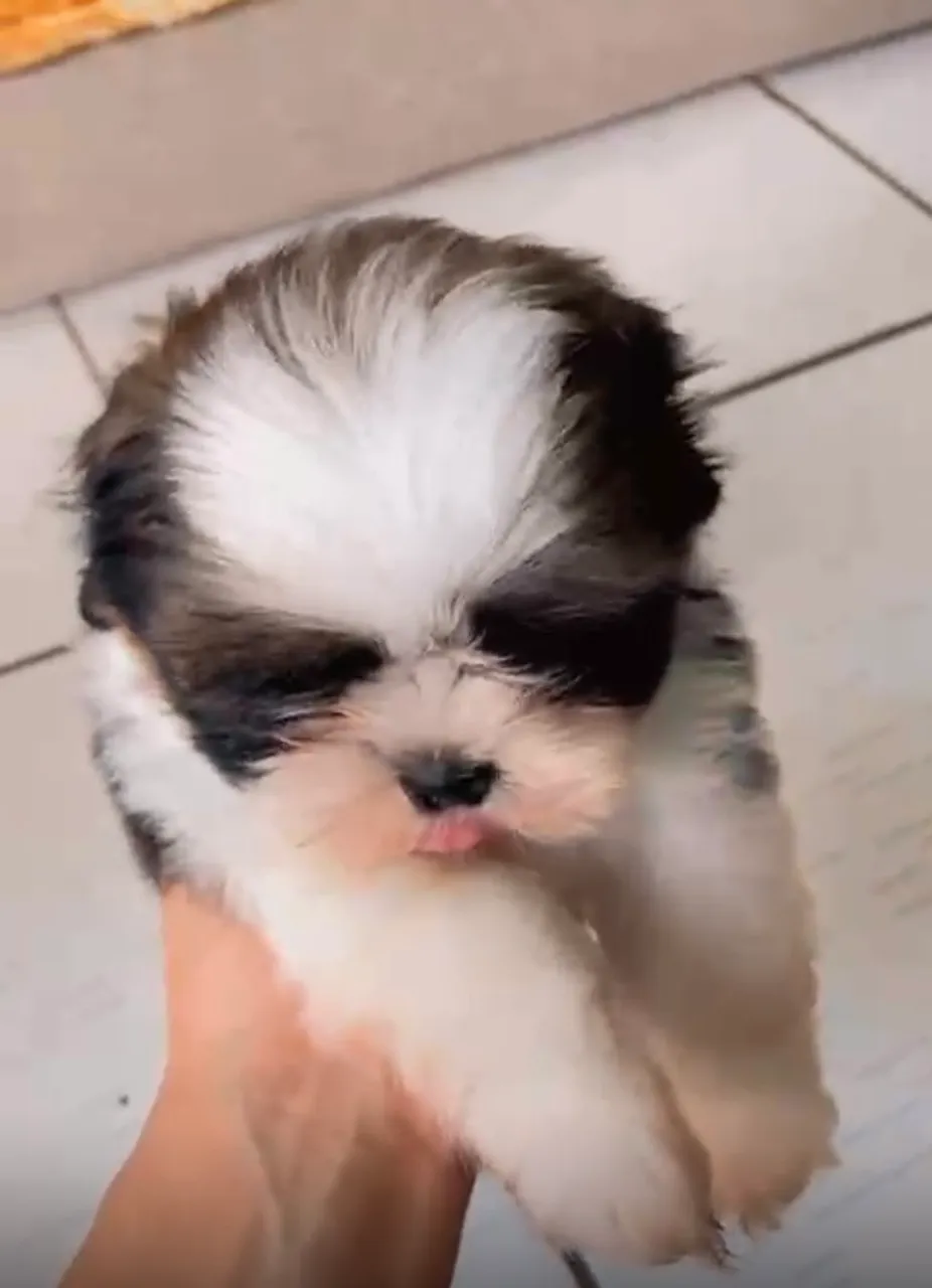 Filhote Shih Tzu