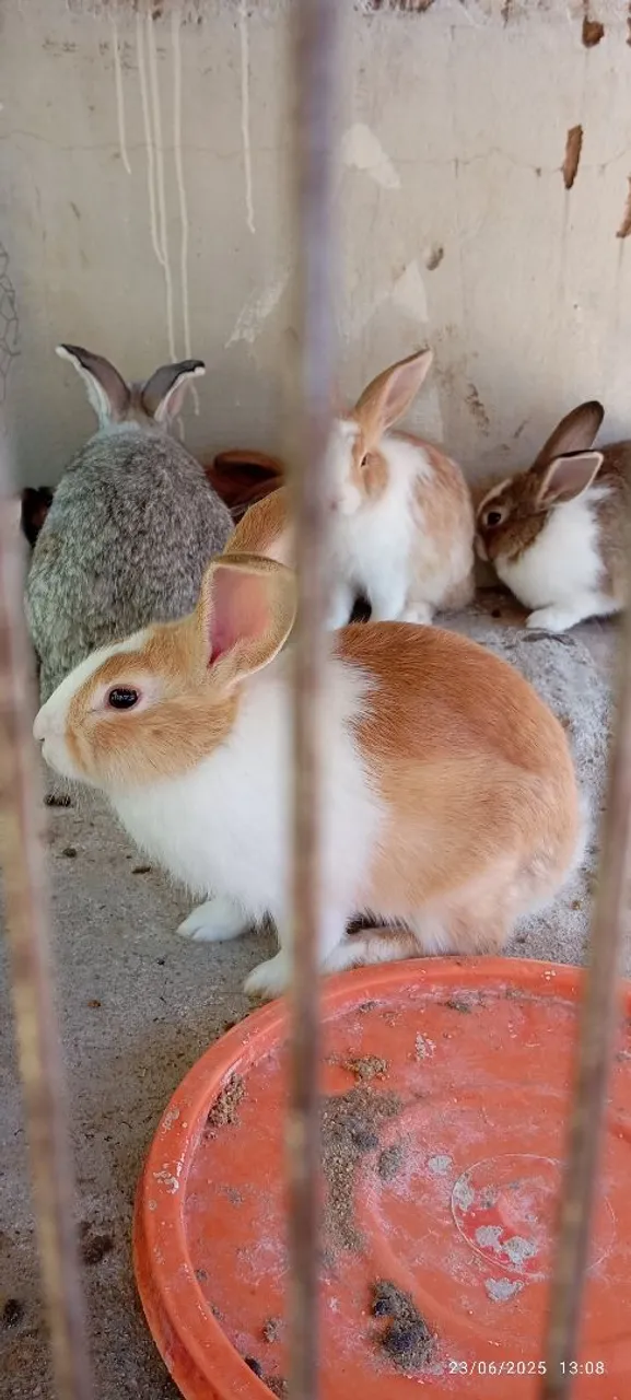Filhotes de coelhos 