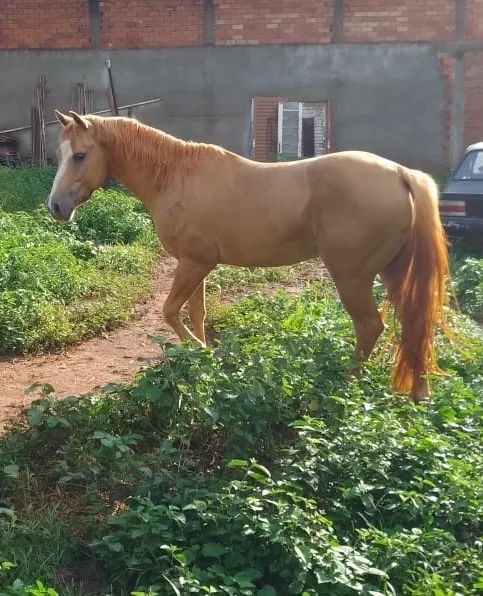 Vende-se Cavalo - Foto 3