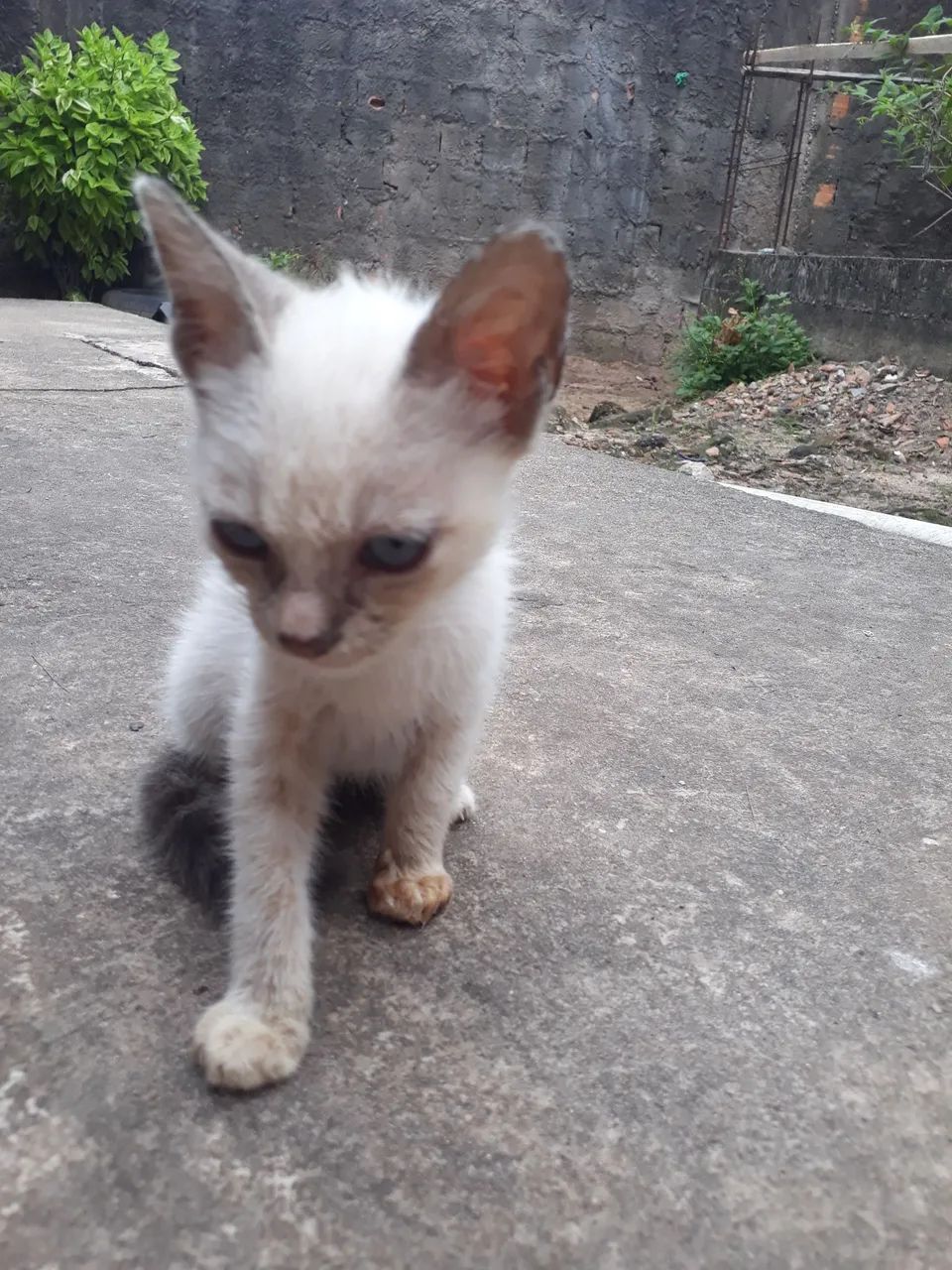 Adoção de gatos - Foto 2