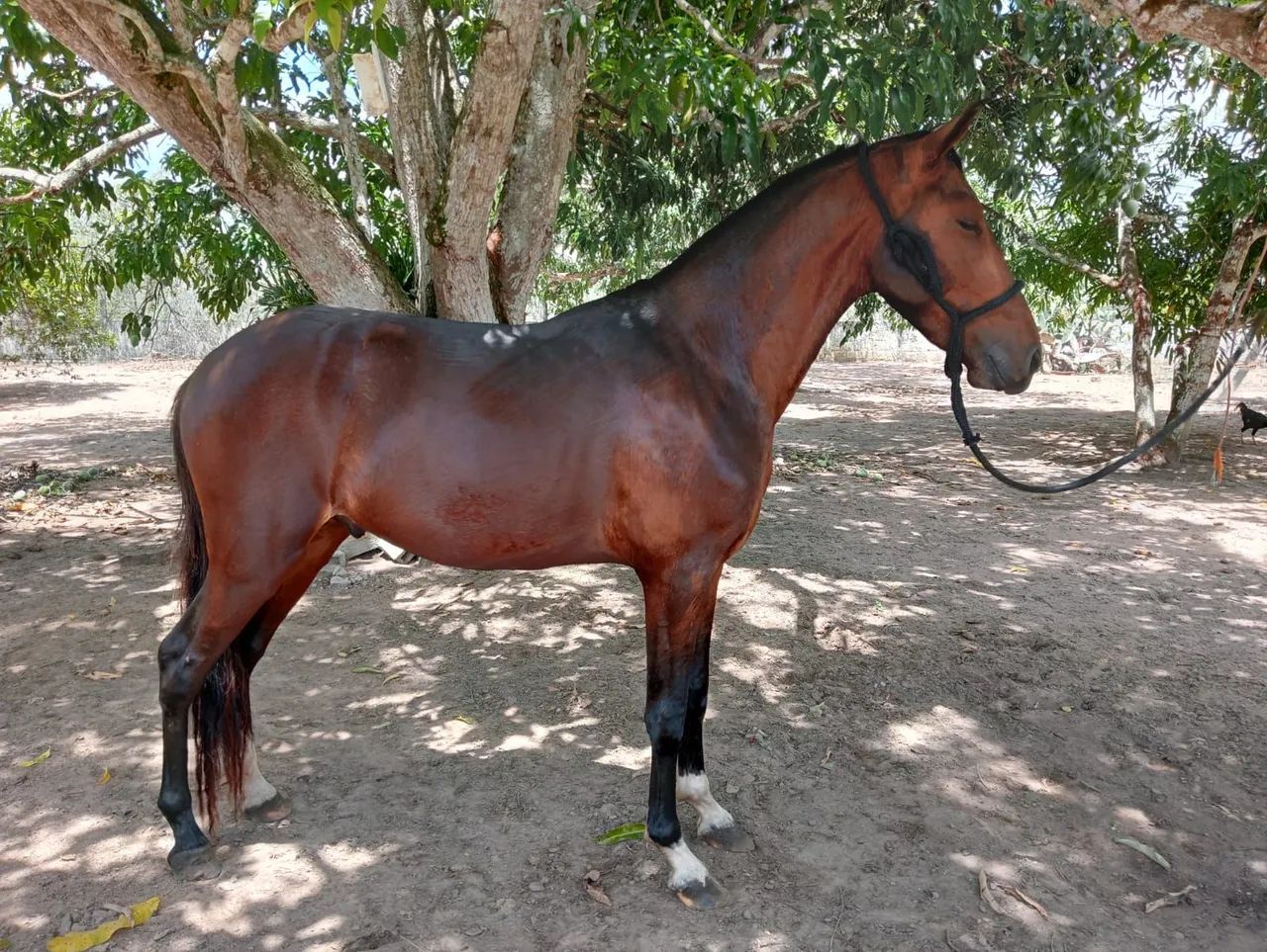 Cavalo Mangalarga Marchador