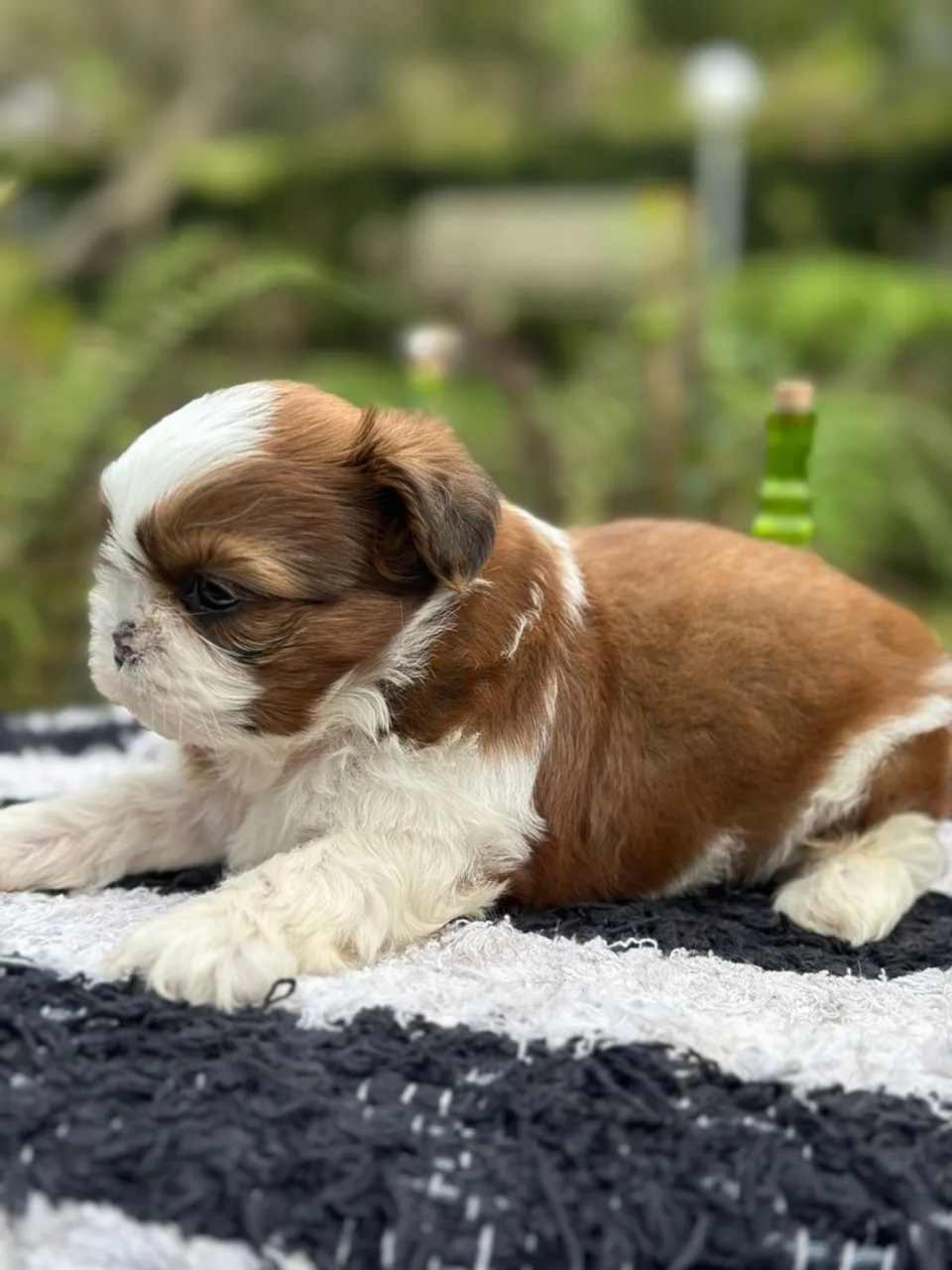 Filhote Shih Tzu - Pelúcia de Patas!