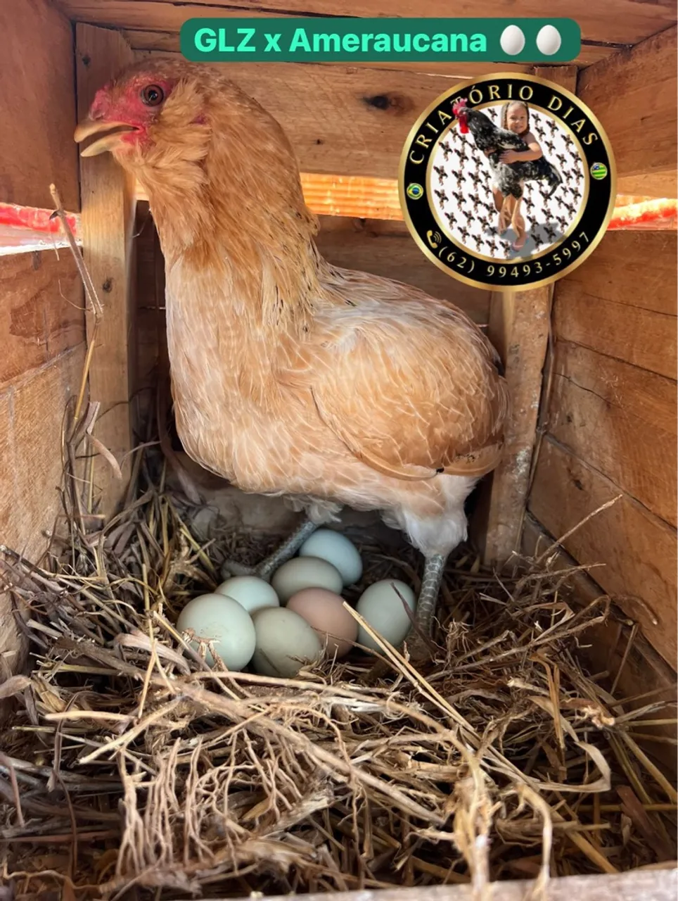 Galinhas GLZ x Ameraucana e Ovos olive eggs
