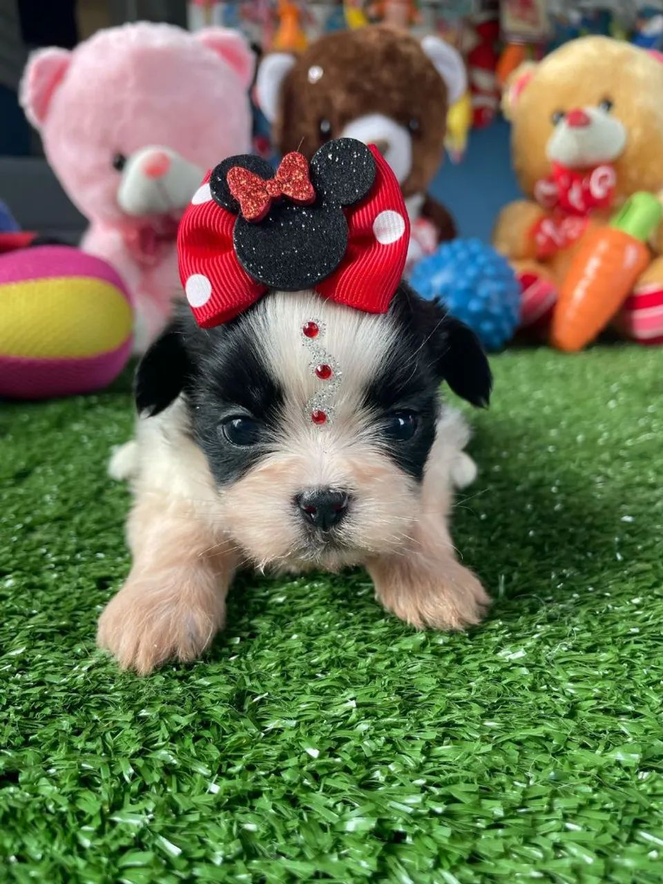 Filhote Shih Tzu com Laço de Minnie - Foto 3