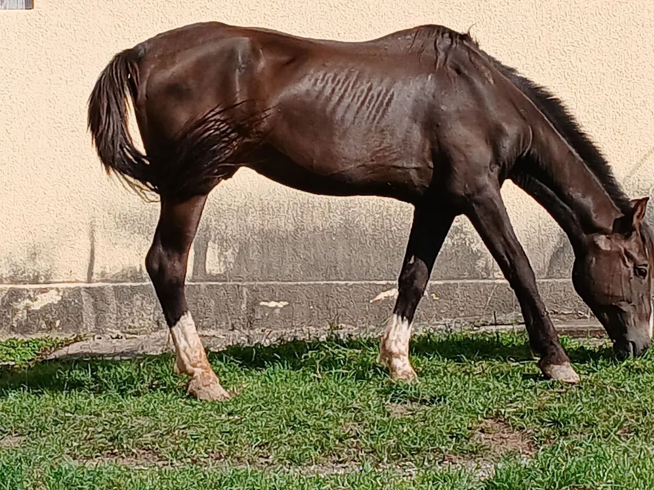 Criolo inteiro 1000 - Foto 4