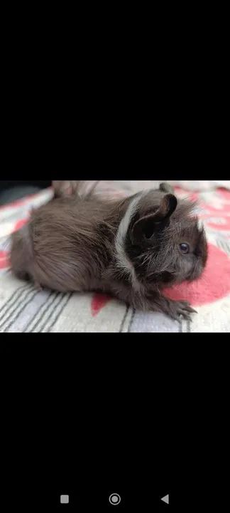 Porquinha da Índia  - Foto 2