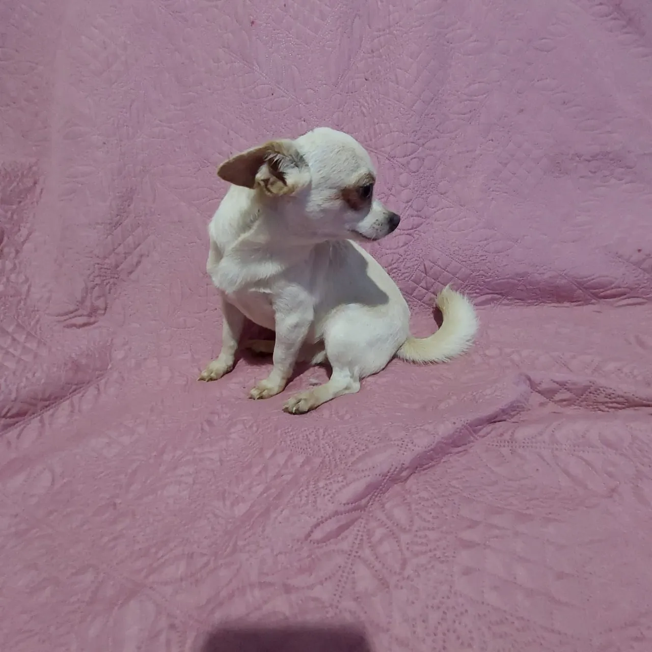 Chihuahua macho com 1 anos branco perola com todas as vasina 