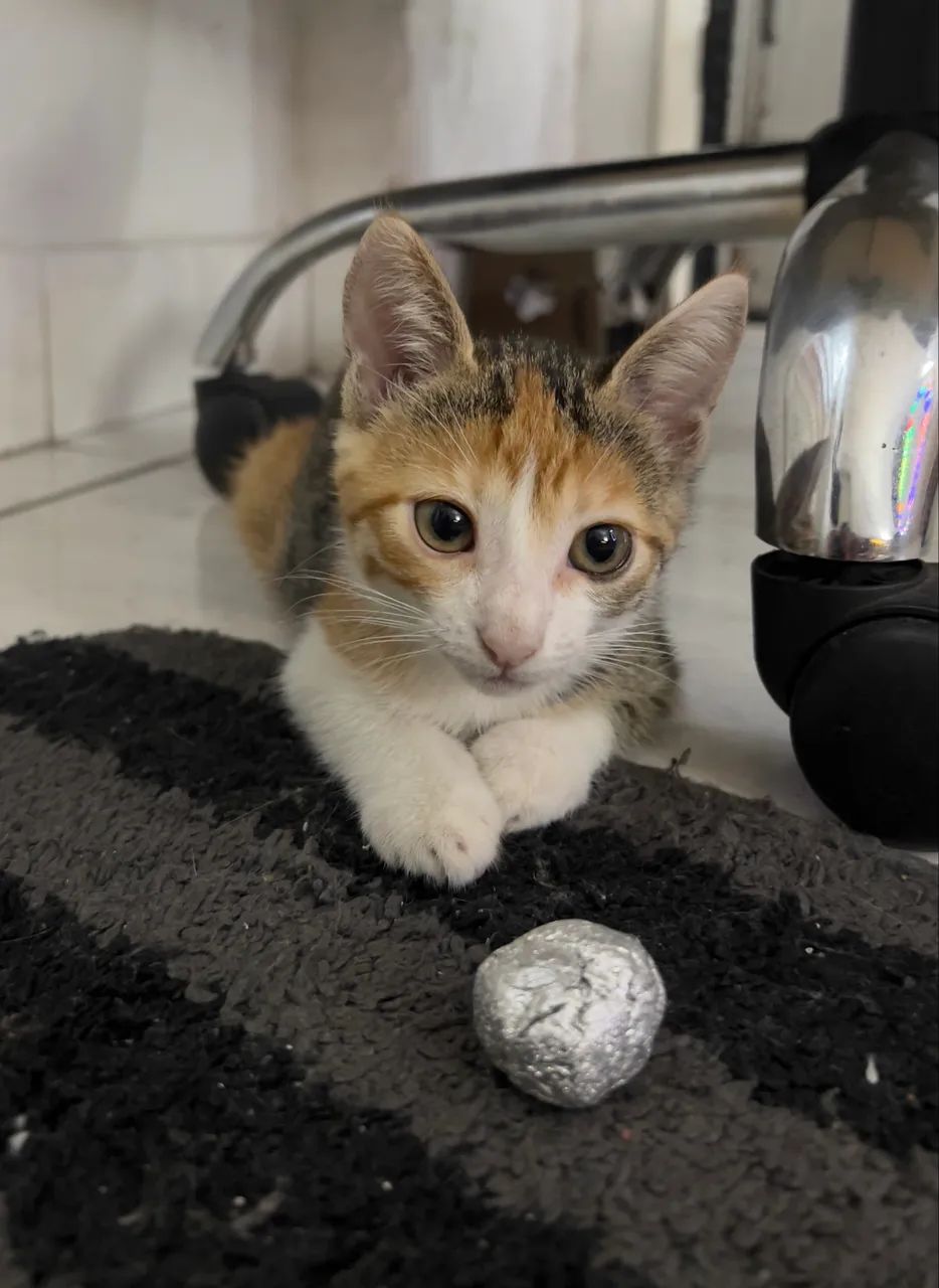 Doa-se gatinha fêmea de 2 meses muito dócil