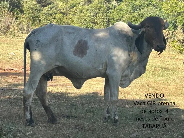 Lote de Vacas prenhas (Gir e Nelore de touro Tabapuã)