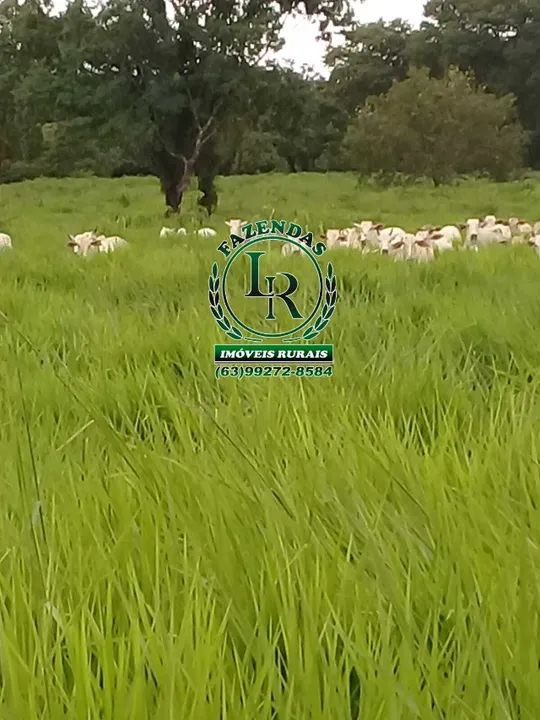 Fazenda 50 Alqueires Dupla Aptidão - Foto 3