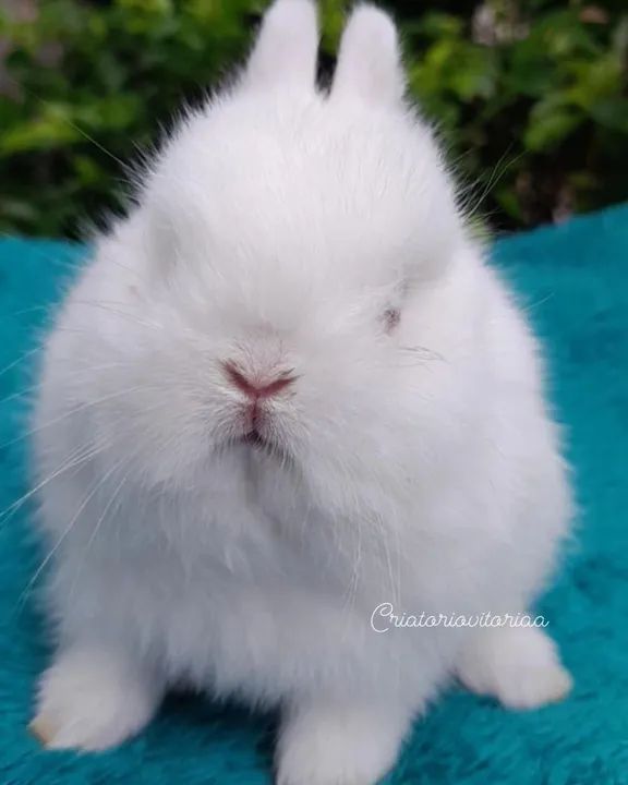 Anão netherland - Foto 4