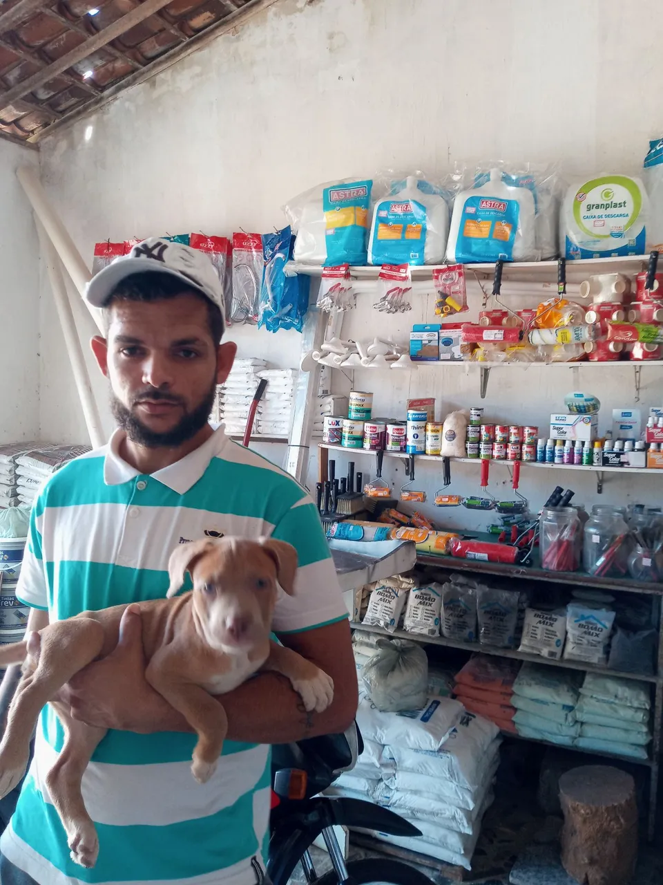 Filhote de Pitbull para adoção