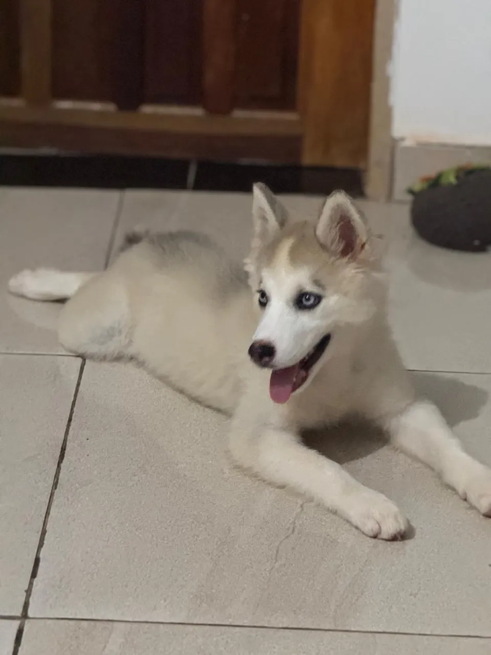 Husky siberiano fêmea 