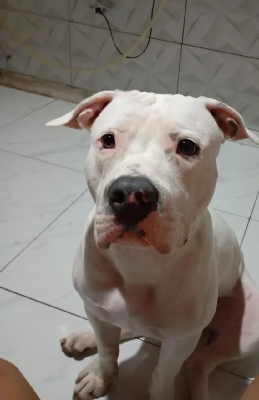 Pitbull Branco Adorável