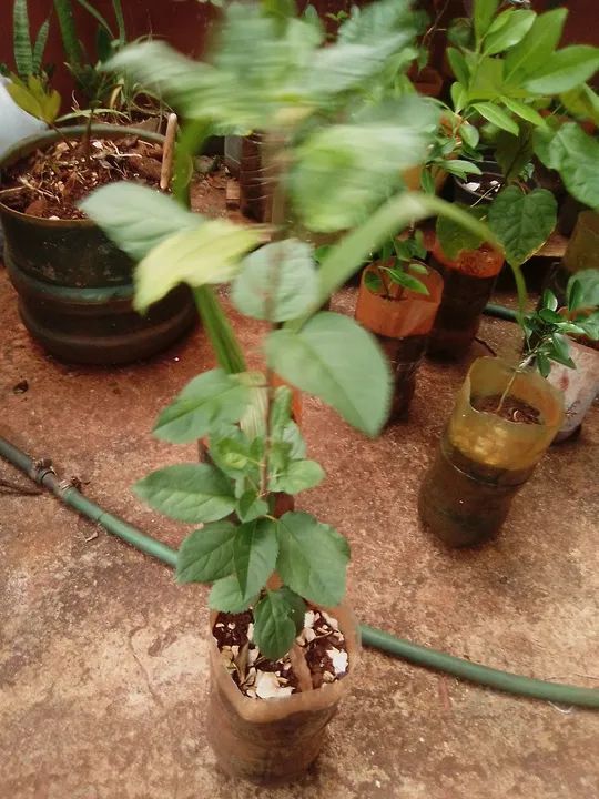 Jardim e hortaliças  - Foto 5