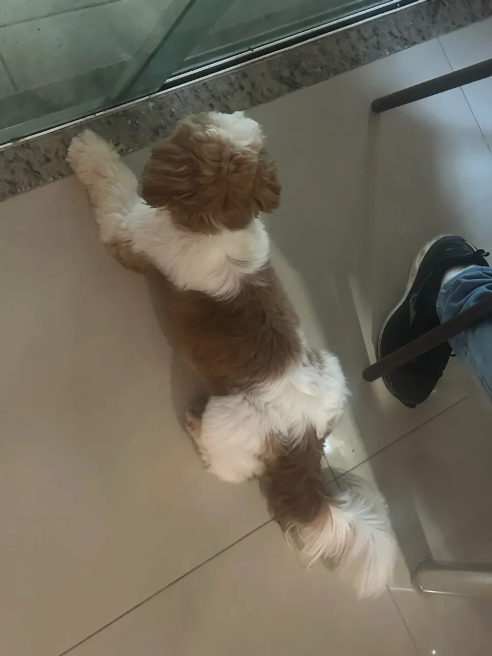 Shih Tzu filhote