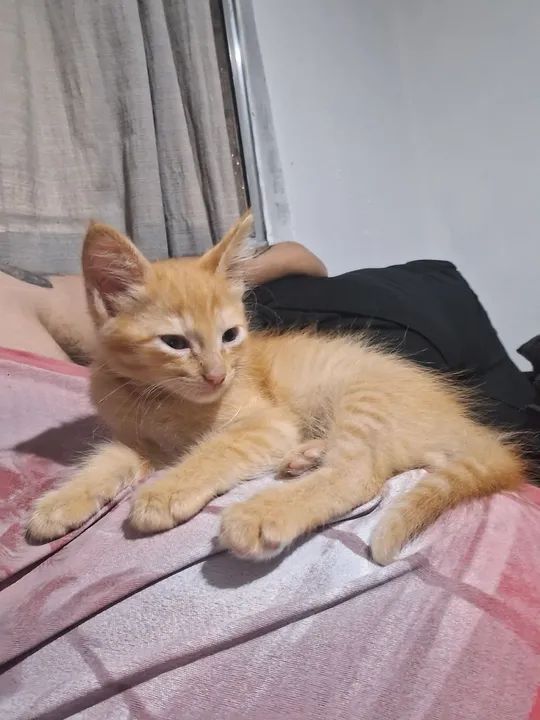 Gato filhote adoção - Foto 3
