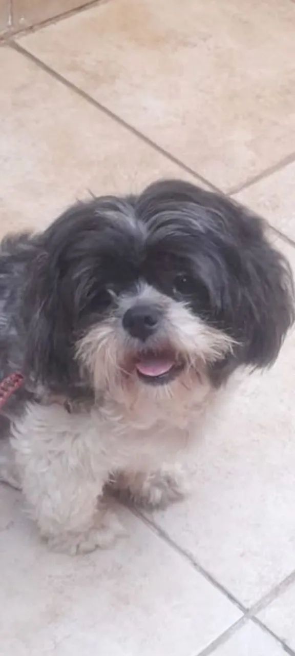 Fêmea Chitizu adulta 300reais 