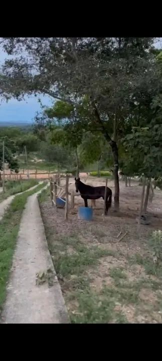 Potra preta linda - Foto 4