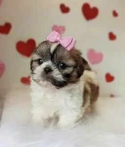 Shih Tzu Dócil e Encantador