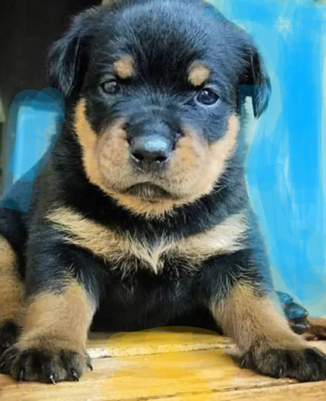 Vendo filhotes de Rottweiler com pedigree  - Foto 4