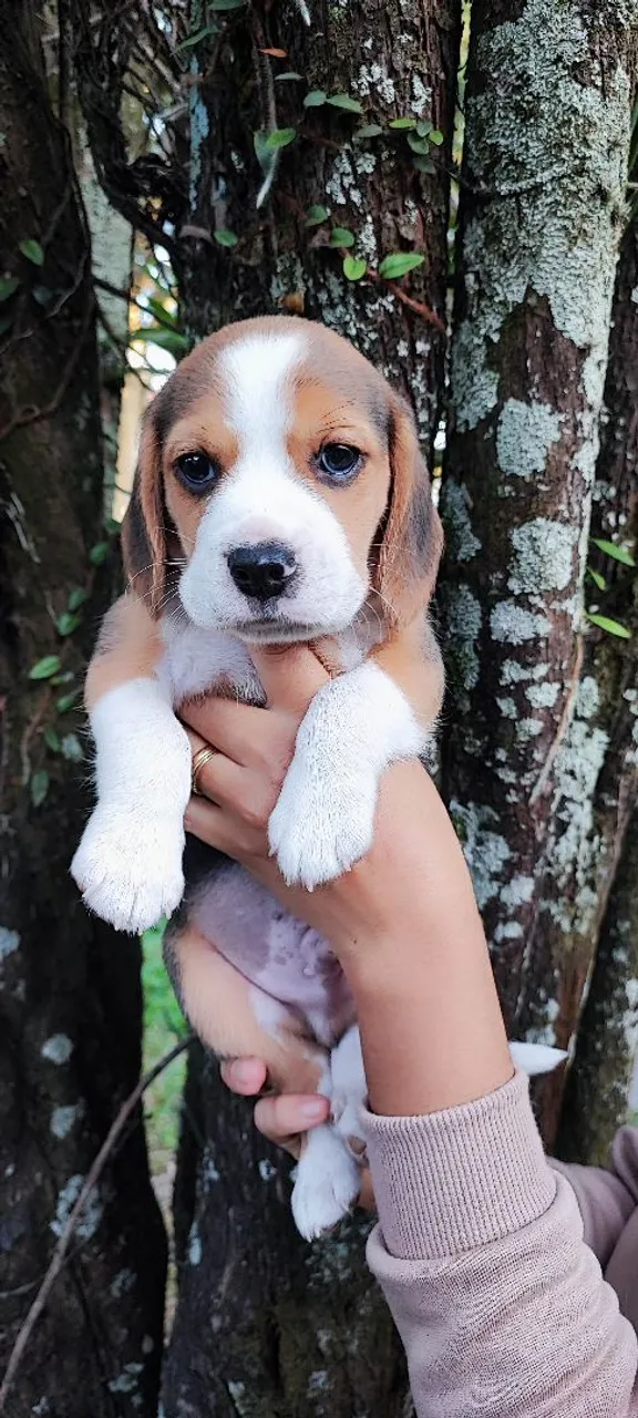 Lindos filhotes de Beagle
