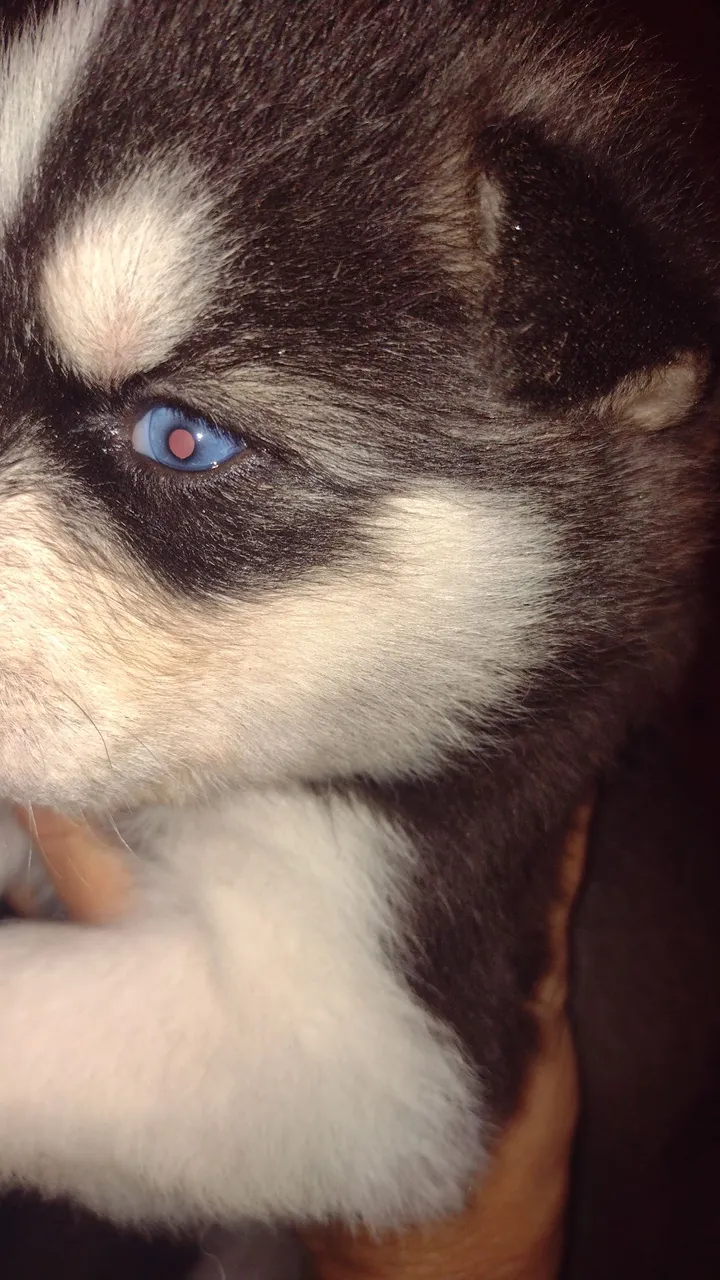 Husky siberiano macho