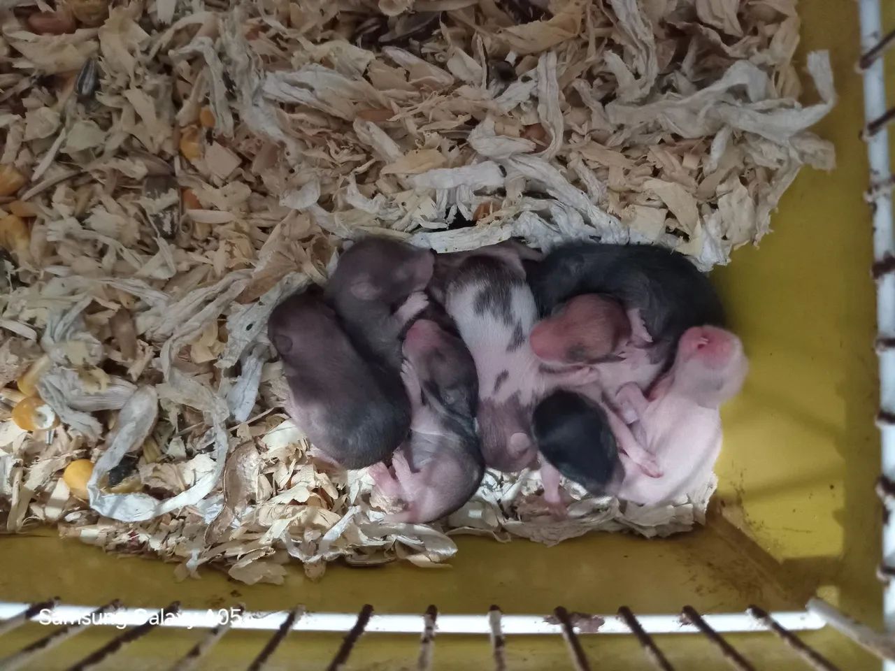 Filhotes de hamster fofinhos 