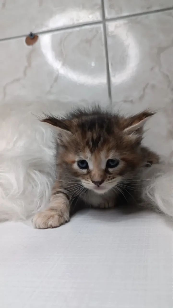 Adorável maine coon - Havila filhotes  - Foto 3