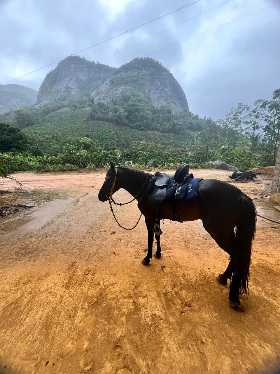 Cavalo preto - Foto 5