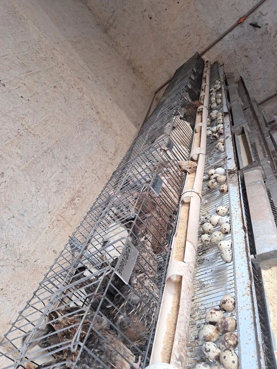 Envío ovos galados de codorna gigante  - Foto 2