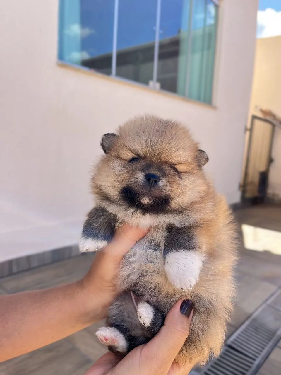 Filhotes Spitz Alemão ( LULU DA POMERANIA) - Foto 4