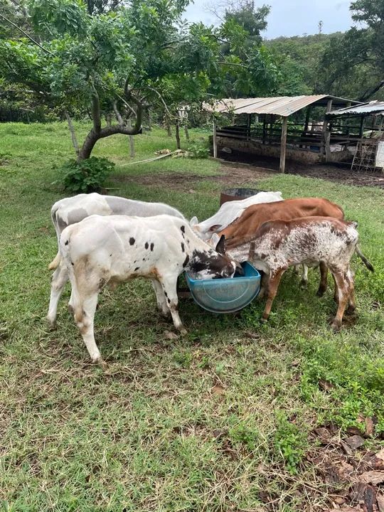 Bezerros de raça mestiça com Nelore - venda - Foto 3