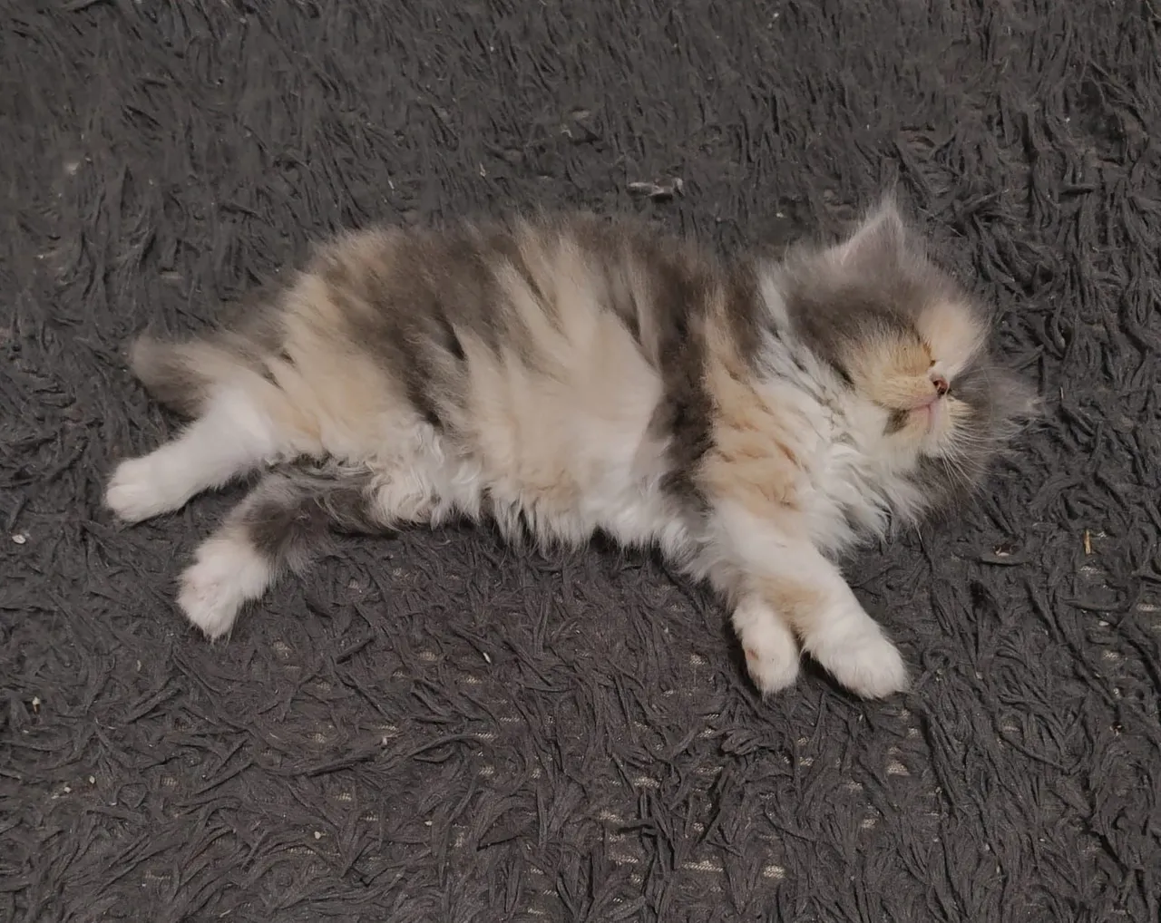 Gatinho Persa Filhote
