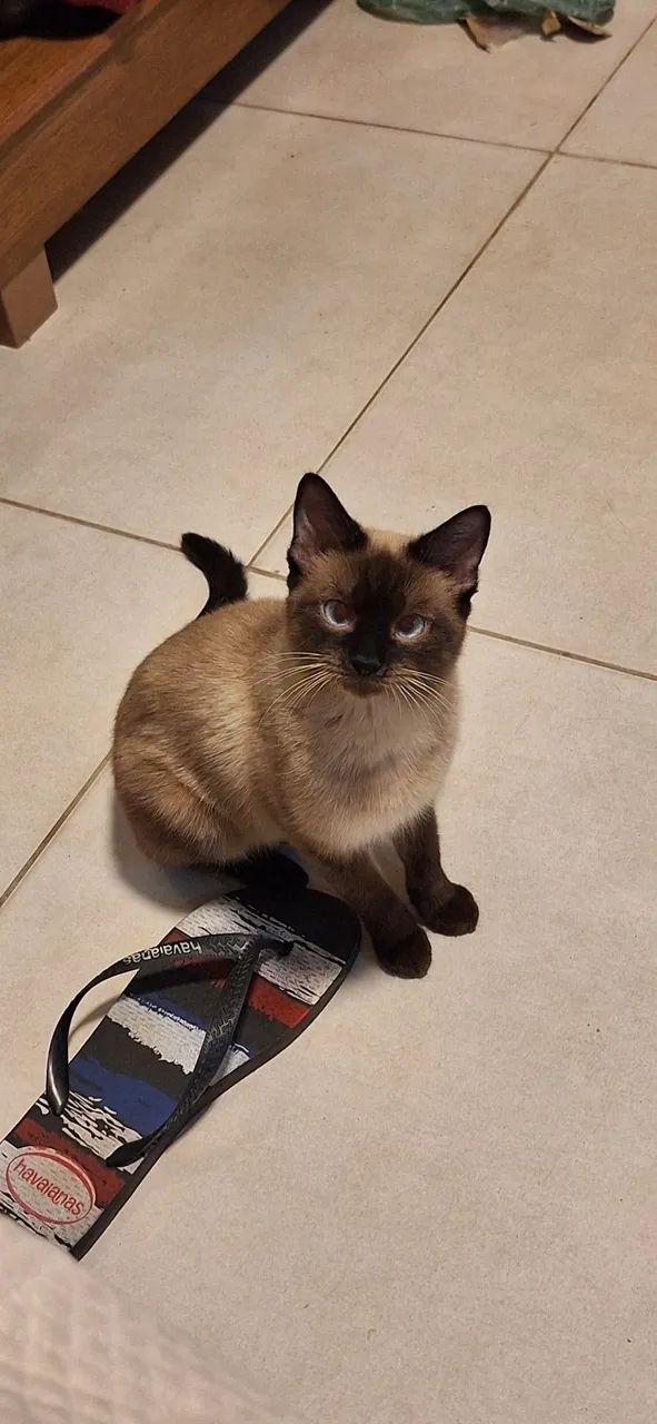 Gatos para adoção RESPONSÁVEL! - Foto 6