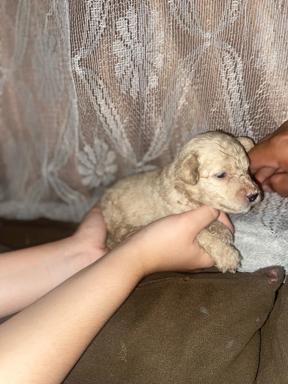 Poodle