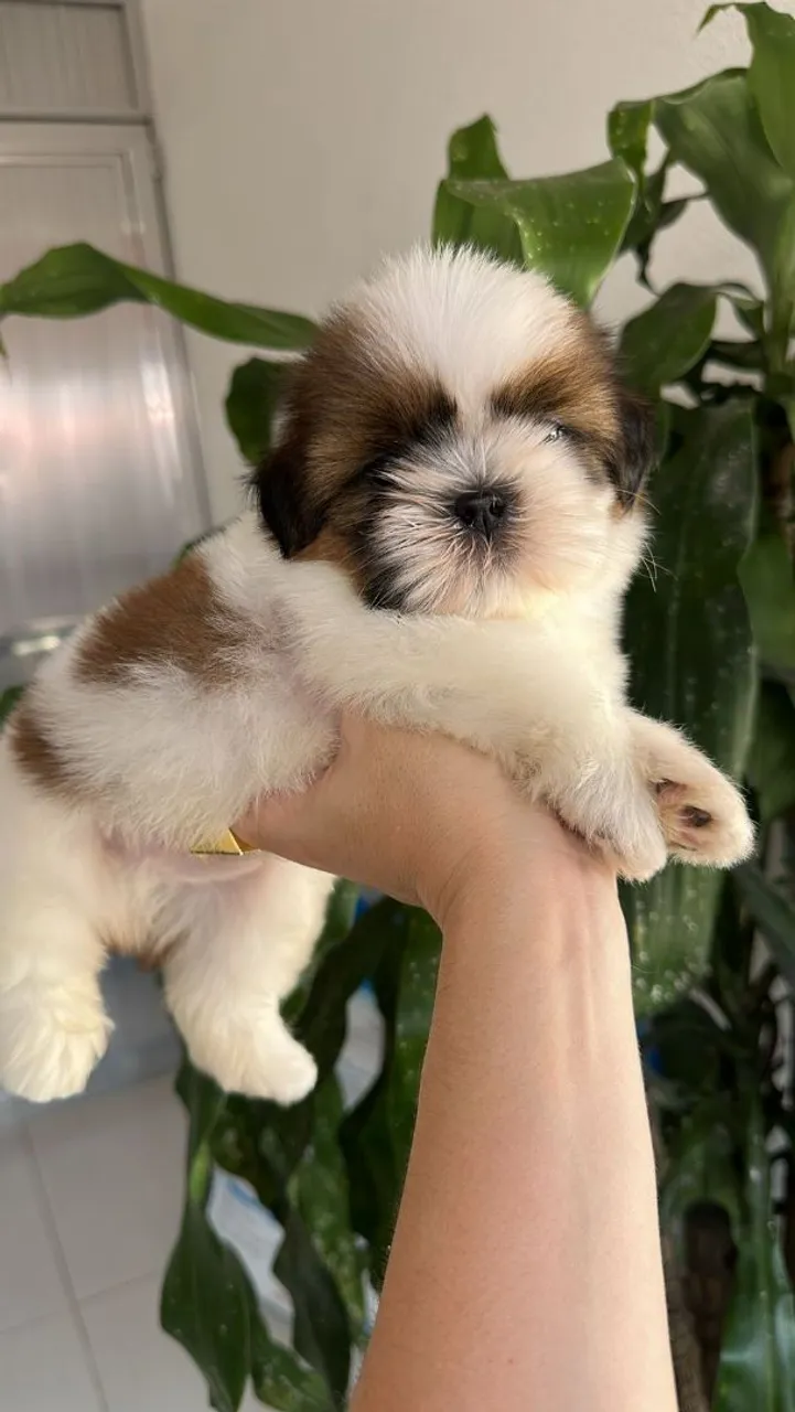 Shih Tzu - Fofo e Carinhoso!! Macho Tricolor.