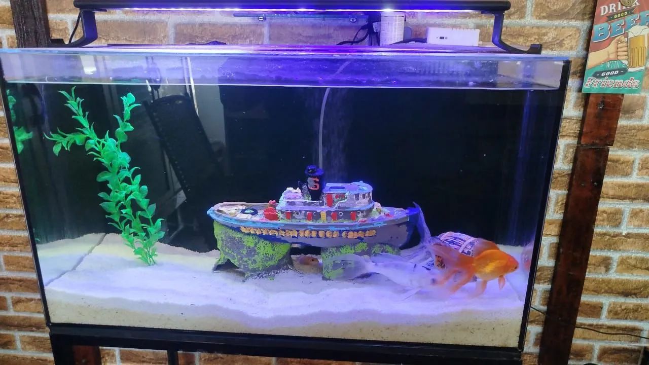 Aquário grande - Foto 2