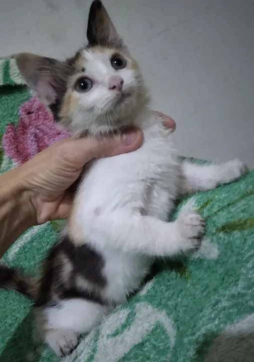 Gatinha 3 meses ,Fofa para Adoção