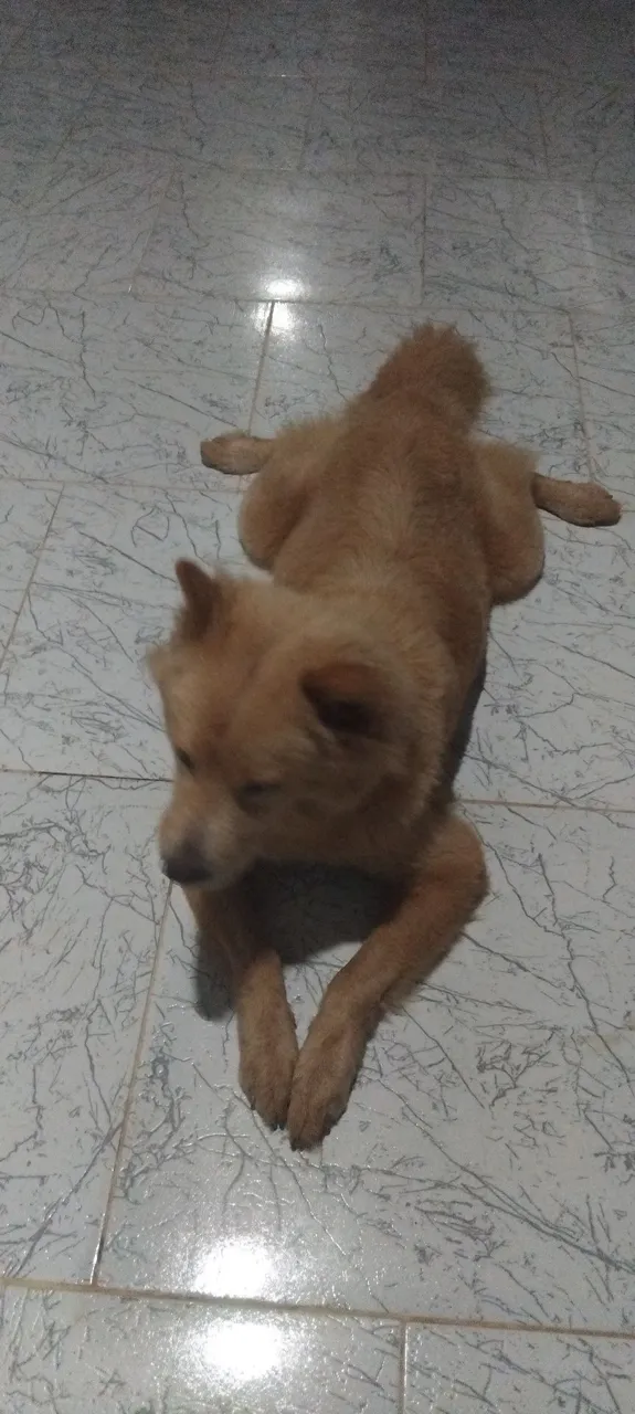 Cachorra Chow-Chow